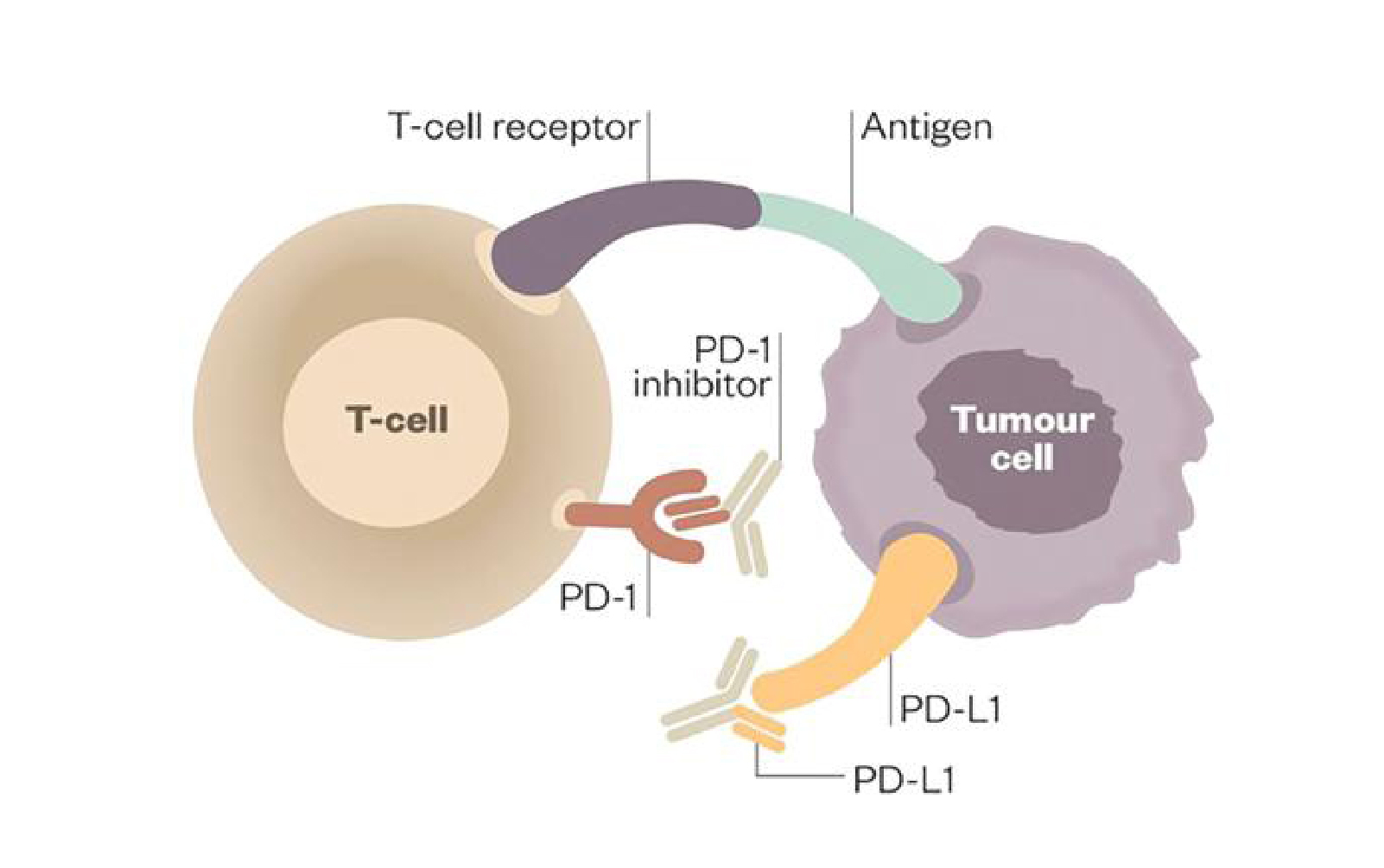 Immunotherapy in Lung Cancer: How Can Nurses and Allied Health Teams Support Patient Care?