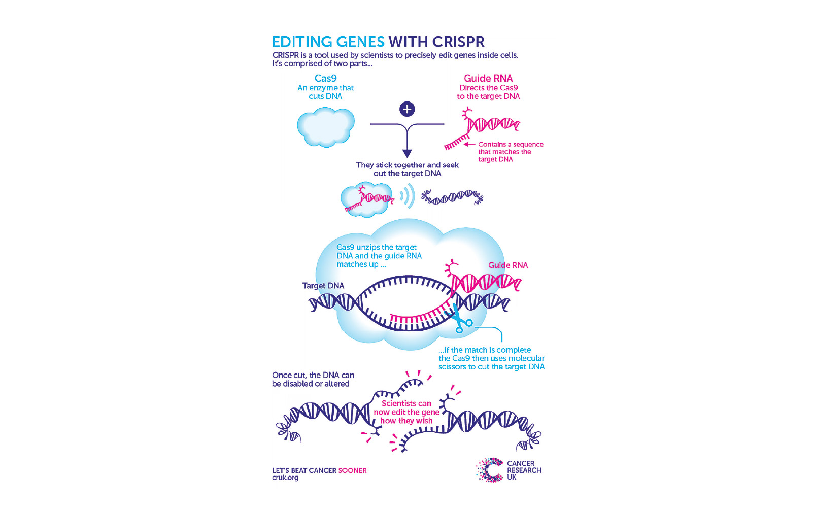 The CRISPR-Cas9 Toolkit: Moving From Bench to Bedside