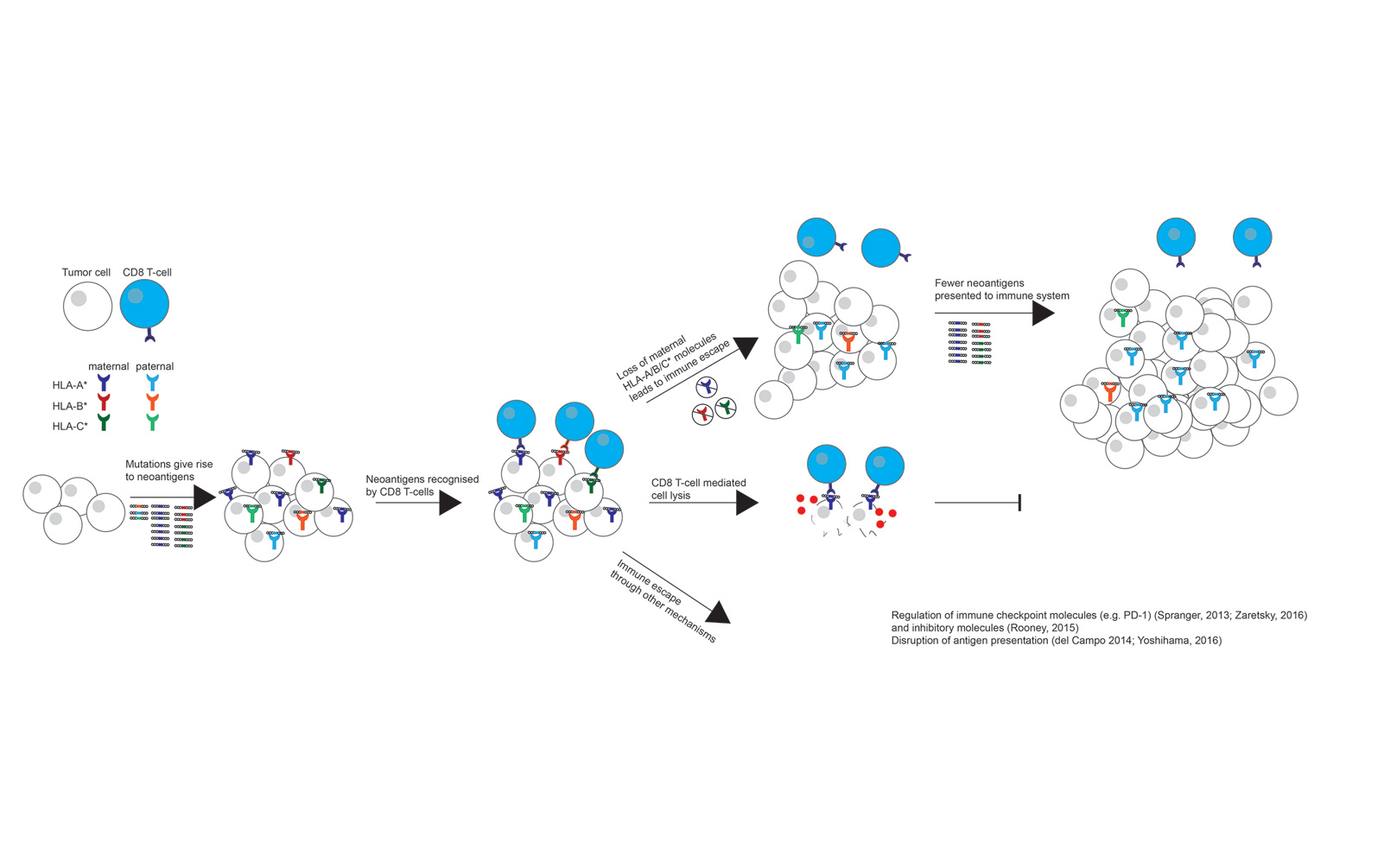 HLA LOH As an Immune Evasive Mechanism in TRACERx NSCLC