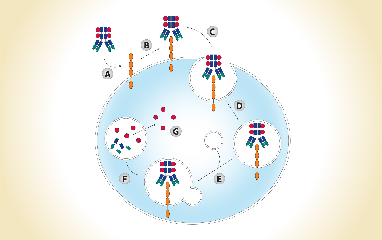 Antibody–Drug Conjugates in NSCLC: Complexities, Challenges, and Potential