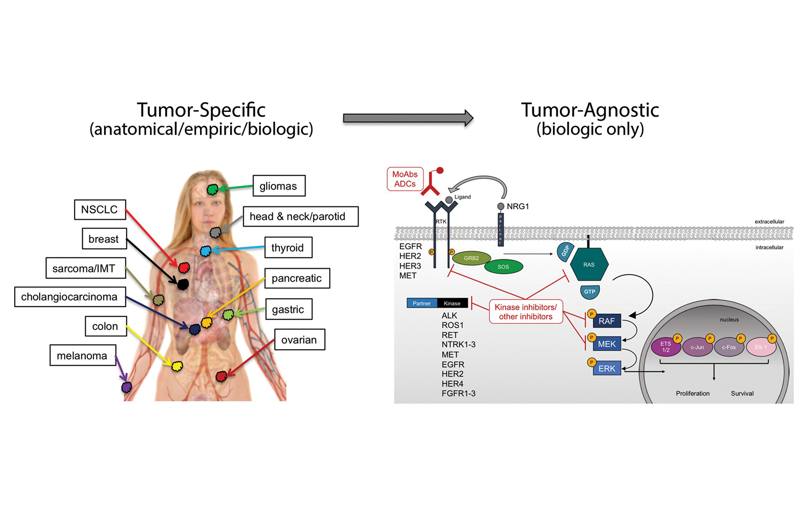 Lung Cancer Leading the Charge for Tumor-Agnostic Targeted Therapies