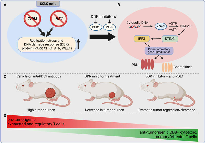 Figure 1 depicting tumor burden in rats based on anti-PDL1 antibody, DDR inhibitor treatment and DDR inhibitor + anti-PDL1 