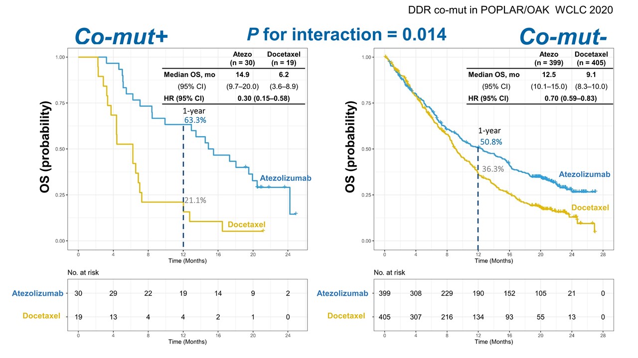 Co-mutations in DNA Damage-Response Pathways May Predict Effectiveness of Checkpoint Inhibitors in
            NSCLC